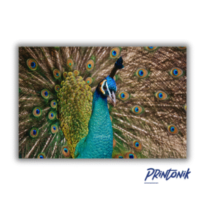 Retablo Decorativo Pavo real