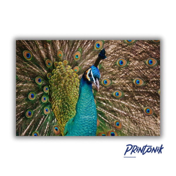 Retablo Decorativo Pavo real